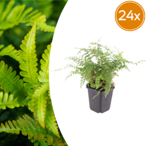 thumbnail_6000-900.png Polystichum set. 'Herrenhausen' | 24 stuks