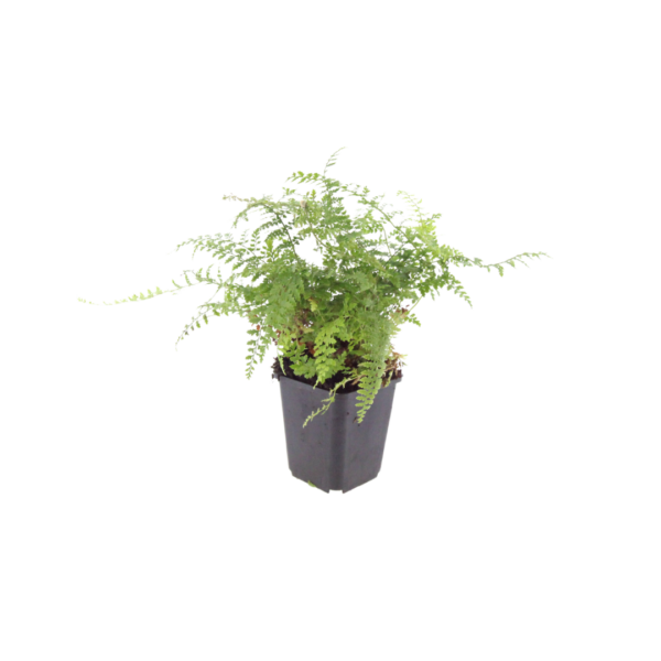 Polystichum set. 'Herrenhausen' | 24 stuks