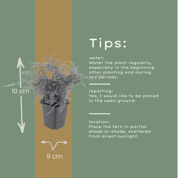 Polystichum set. 'Herrenhausen' | 24 stuks