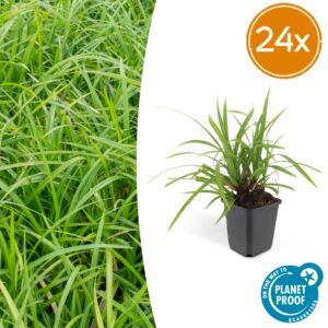Carex morrowii 'Irish Green' | 24 stuks