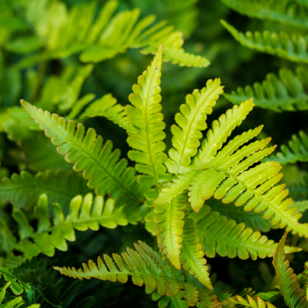 Polystichum set. 'Herrenhausen' | 24 stuks