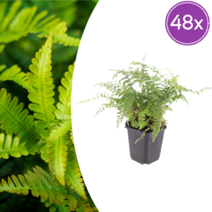thumbnail_6000-907.png Polystichum set. 'Herrenhausen' | 48 stuks