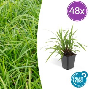 Carex morrowii 'Irish Green' | 48 stuks