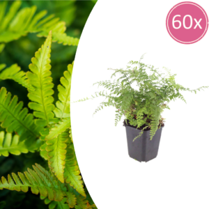 thumbnail_6000-914.png Polystichum set. 'Herrenhausen' | 60 stuks