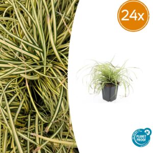 Carex oshim. 'Evergold' | 24 stuks