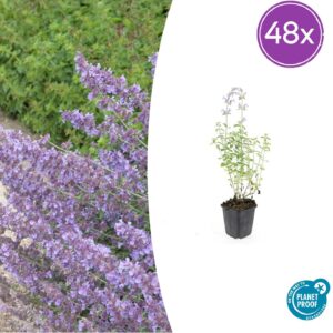 thumbnail_6000-92.jpg Nepeta 'Walker's Low' | 48 stuks