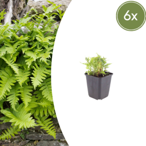 thumbnail_6000-921.png Polypodium vulgare | 6 stuks