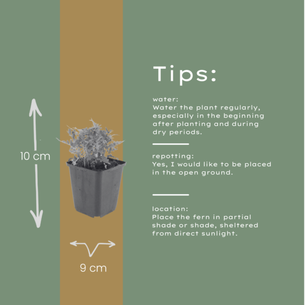 Polypodium vulgare | 6 stuks