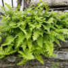 Polypodium vulgare | 6 stuks