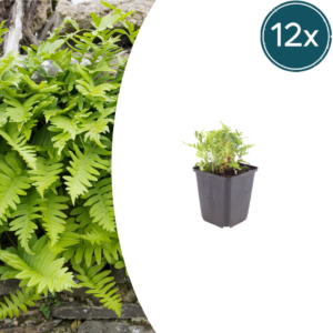 thumbnail_6000-928.png Polypodium vulgare | 12 stuks