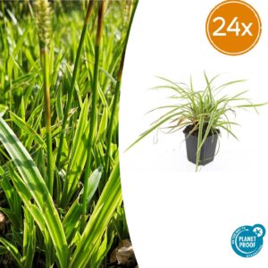 Carex morrowii 'Aureovariegata' | 24 stuks