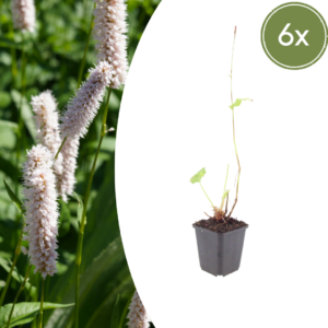 thumbnail_6000-935.png Persicaria bistorta 'Superba' | 6 stuks
