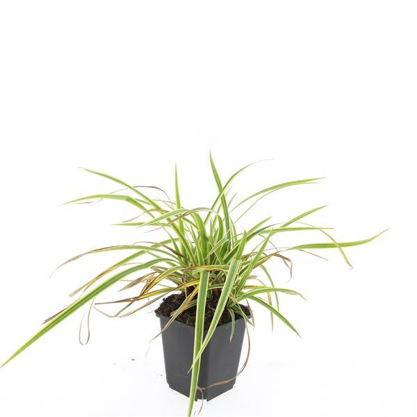 thumbnail_6000-937.jpg Carex morrowii 'Aureovariegata' | 24 stuks