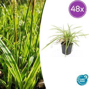 Carex morrowii 'Aureovariegata' | 48 stuks