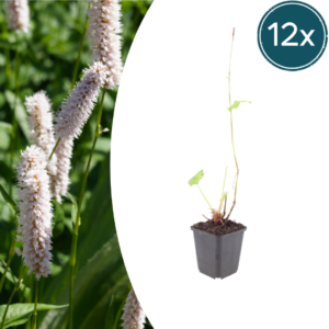 thumbnail_6000-943.png Persicaria bistorta 'Superba' | 12 stuks