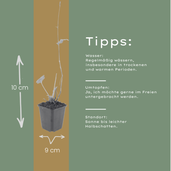 Persicaria bistorta 'Superba' | 12 stuks