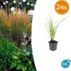 Calamagrostis acut. 'Karl Foerster' | 24 stuks
