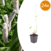 Persicaria bistorta 'Superba' | 24 stuks