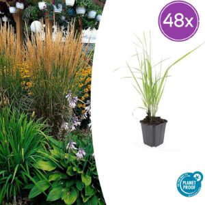 Calamagrostis acut. 'Karl Foerster' | 48 stuks