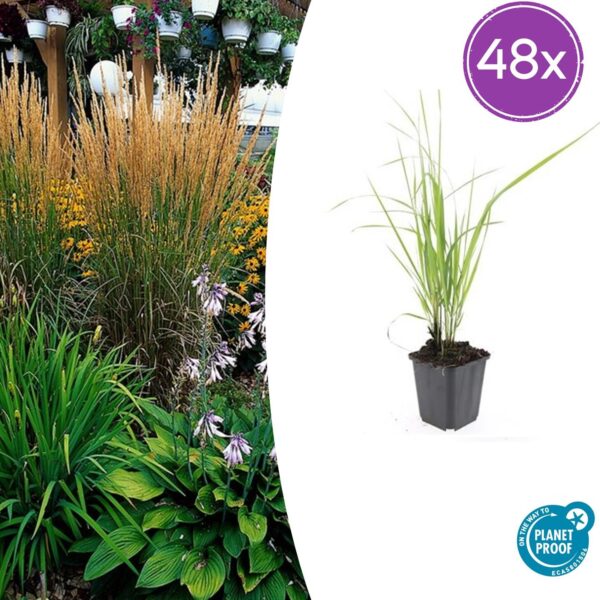 Calamagrostis acut. 'Karl Foerster' | 48 stuks