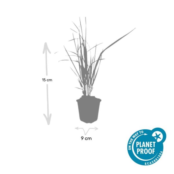 Calamagrostis acut. 'Karl Foerster' | 48 stuks