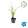 Calamagrostis acut. 'Karl Foerster' | 48 stuks