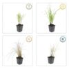Calamagrostis acut. 'Karl Foerster' | 48 stuks
