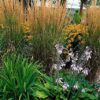 Calamagrostis acut. 'Karl Foerster' | 48 stuks