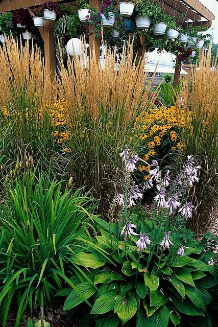 Calamagrostis acut. 'Karl Foerster' | 48 stuks