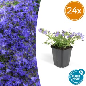 Campanula poscharskyana 'Stella' | 24 stuks