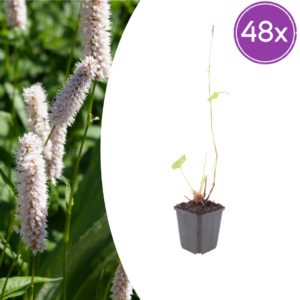 thumbnail_6000-959.png Persicaria bistorta 'Superba' | 48 stuks