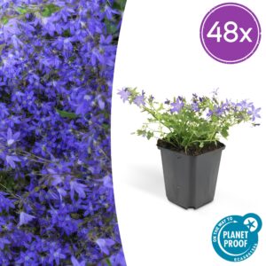 Campanula poscharskyana 'Stella' | 48 stuks