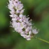 Persicaria bistorta 'Superba' | 48 stuks