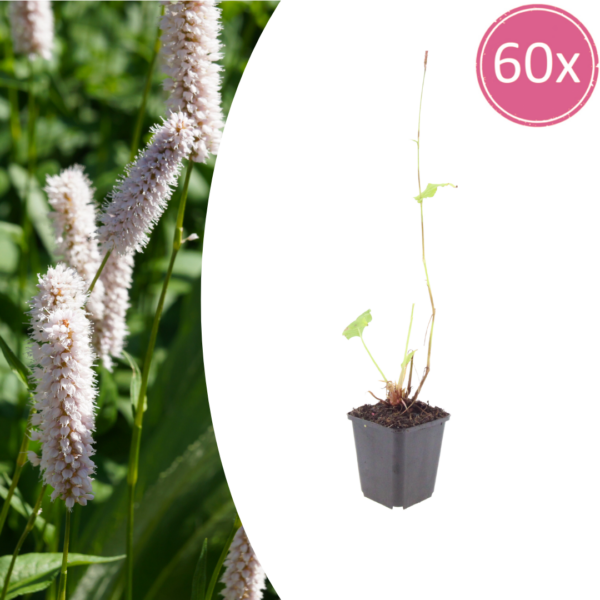 thumbnail_6000-967.png Persicaria bistorta 'Superba' | 60 stuks