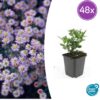 Aster ageratoides 'Stardust' | 48 stuks