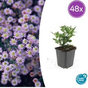 Aster ageratoides 'Stardust' | 48 stuks