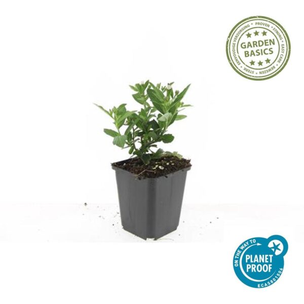 Aster ageratoides 'Stardust' | 48 stuks