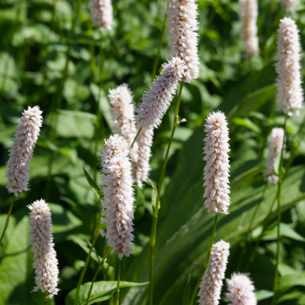 thumbnail_6000-973.png Persicaria bistorta 'Superba' | 60 stuks