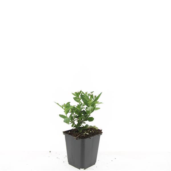 Aster ageratoides 'Stardust' | 48 stuks