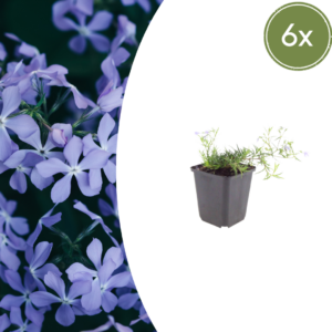 thumbnail_6000-975.png Phlox (S) 'Emerald Cushion Blue' | 6 stuks