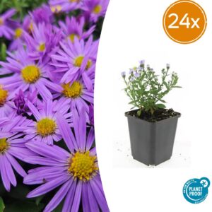 Aster (D) 'Prof. Anton Kippenberg' | 24 stuks