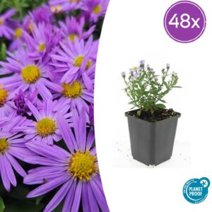 Aster (D) 'Prof. Anton Kippenberg' | 48 stuks