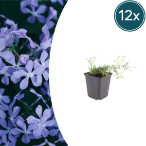 thumbnail_6000-983.png Phlox (S) 'Emerald Cushion Blue' | 12 stuks