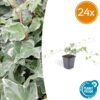 Hedera helix 'Glacier' | 24 stuks