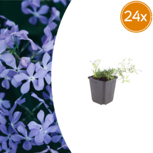 thumbnail_6000-991.png Phlox (S) 'Emerald Cushion Blue' | 24 stuks