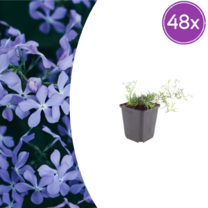 thumbnail_6000-999.png Phlox (S) 'Emerald Cushion Blue' | 48 stuks