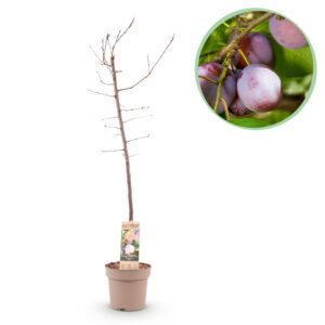 thumbnail_6000-100.jpg Fruitboom - Prunus domestica Opal - Pruimenboom - Winterhard - Paars-Rode Pruim