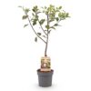 Fruitboom - Prunus domestica Opal - Pruimenboom - Winterhard - Paars-Rode Pruim