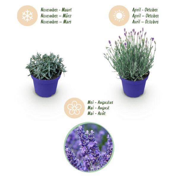 Lavandula angustifolia Hidcote - Lavendel - Winterhard - Paars - 9 Planten