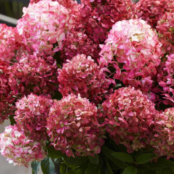Hydrangea panniculata Living Little Rosy - Pluimhortensia - Winterhard - Roze - 3 Planten